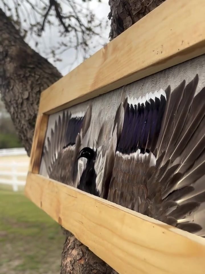 Open-wing drake piece in a long pine frame, mounted on a tree trunk